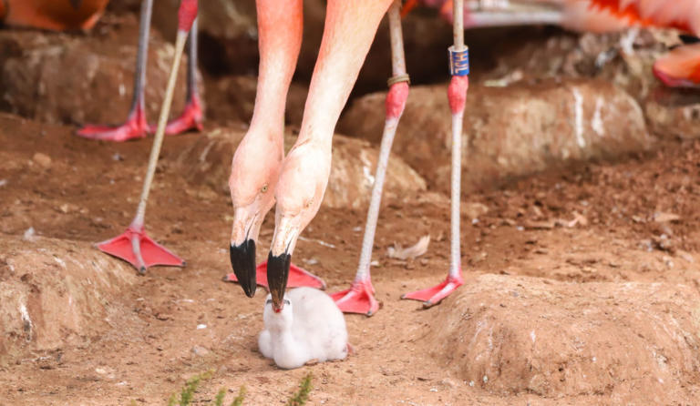 Curtis and Arthur, a pair of gay flamingos in Paignton Zoo, Devon, are now parents after adopting an abandoned egg and raising the chick as their own