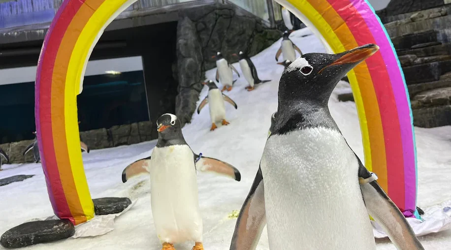 Penguin who captured our hearts as one half of a world-famous same-sex couple has died in Australia